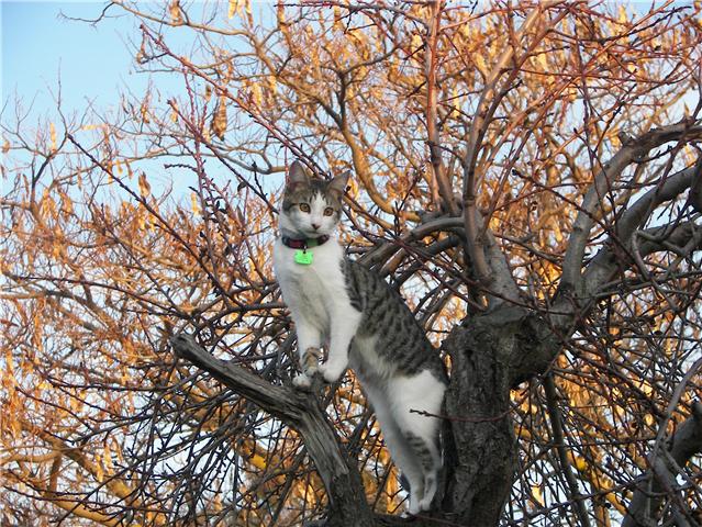 Condor, one of Dr. Lafferty & Daves cats