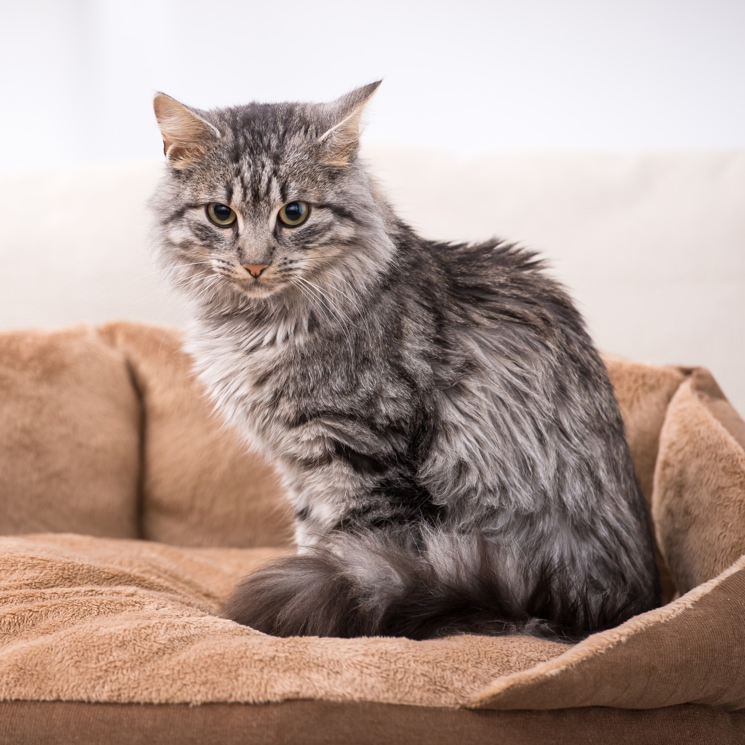 Fuzzy Grey Cat