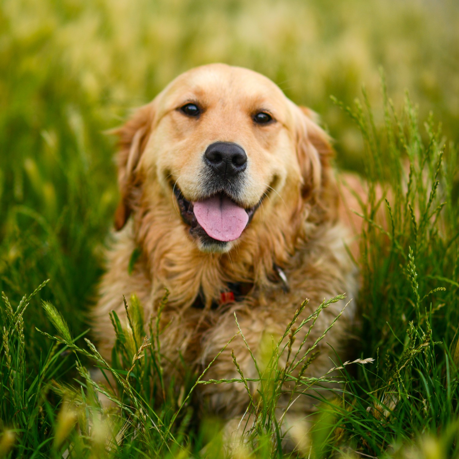 Smiling Golden Retriever laying in grass