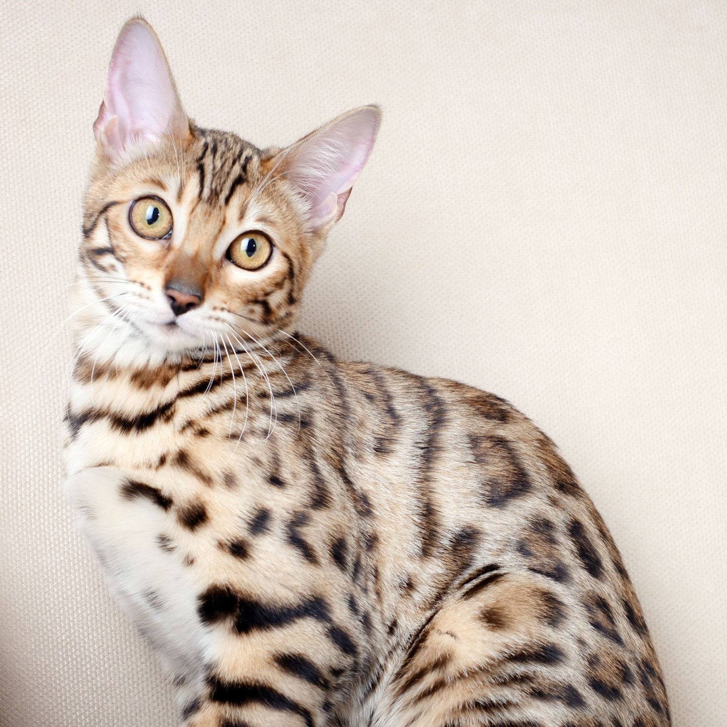 Bengal Cat