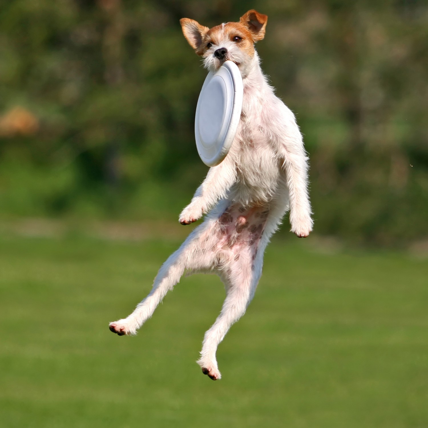 Dog Catching Frisbee